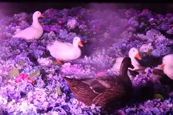 楽法寺(雨引観音)の動物