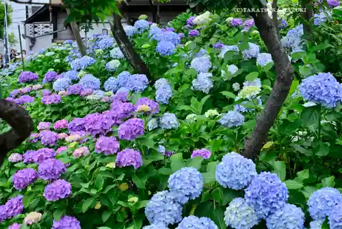 白山神社(東京都)