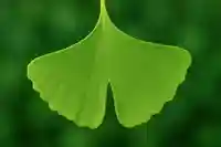 木舟山 順教寺(広島県)