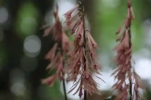 諏訪神社の庭園