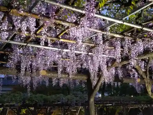 亀戸天神社(東京都)