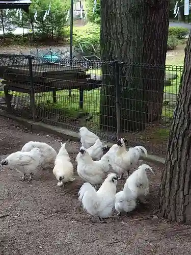 身曾岐神社の動物