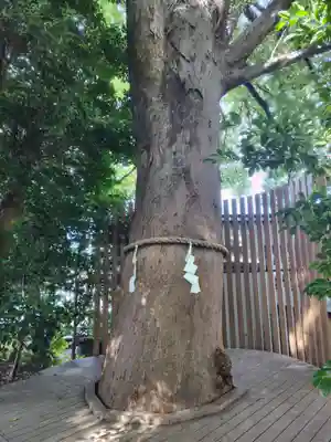 鎮守氷川神社の体験その他
