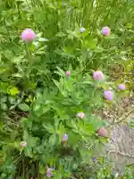 出雲大社星田教会(岡山県)