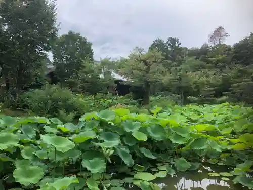 法金剛院の自然
