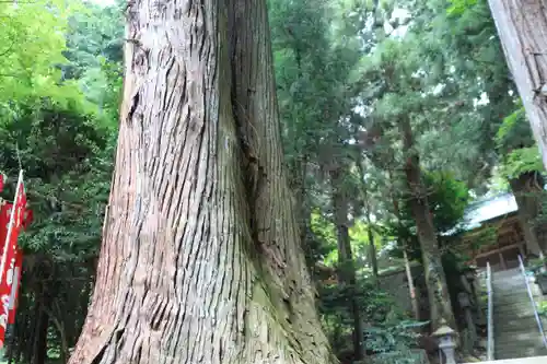 鹿島大神宮の自然
