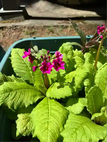 岩戸別神社(栃木県)