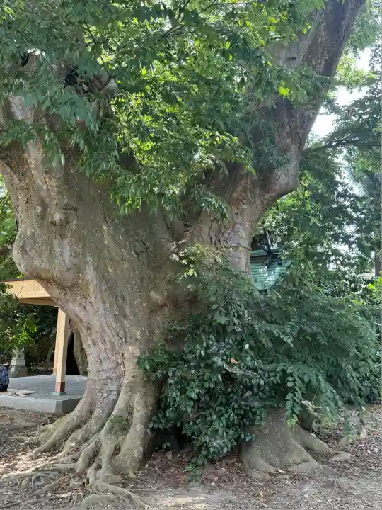 櫻井神社(新潟県)