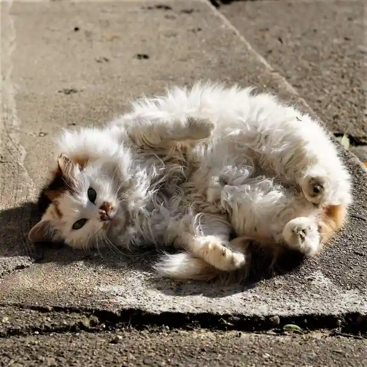 阿邪訶根神社の動物