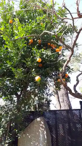 北野天満宮の自然