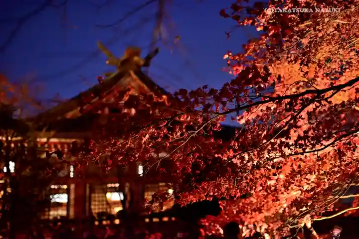 大山阿夫利神社の自然