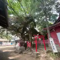 飯塚氷川神社(埼玉県)