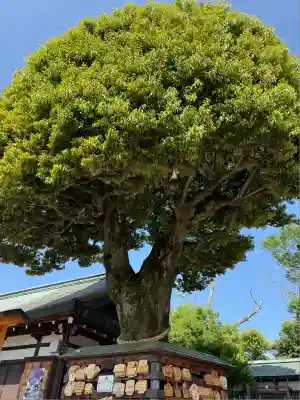 足利織姫神社(栃木県)