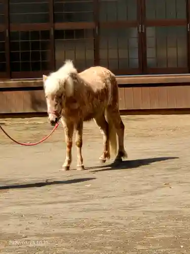 平塚八幡宮の動物