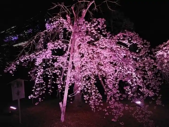 知恩院(京都府)