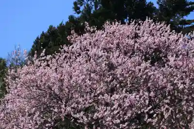 八幡神社の自然