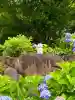 柳谷観音 楊谷寺(京都府)