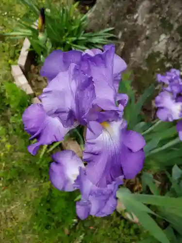 鷺宮八幡神社の自然