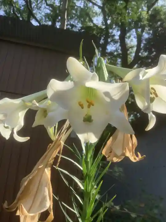 富部神社の自然