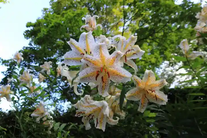 三春大神宮の自然