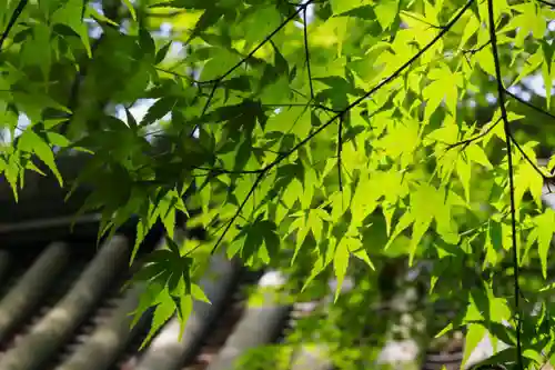 西教寺(滋賀県)