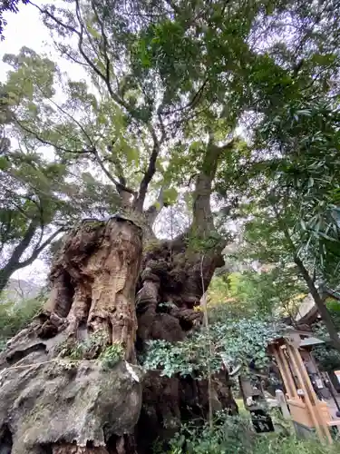 來宮神社の自然