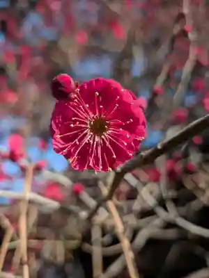 玄国寺(東京都)