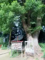 三芳野神社の自然