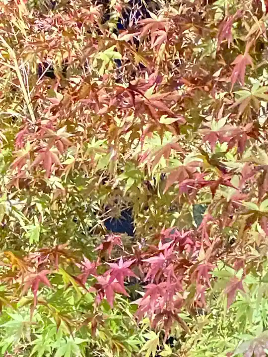 仁和寺(京都府)