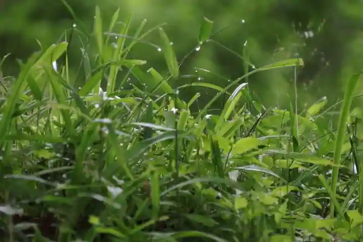 阿久津「田村神社」(郡山市阿久津町)旧社名:伊豆箱根三嶋三社の自然