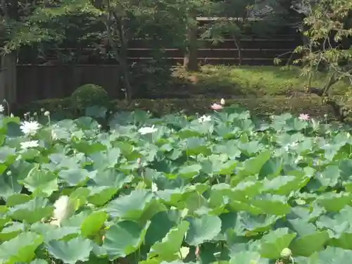 鶴岡八幡宮の自然