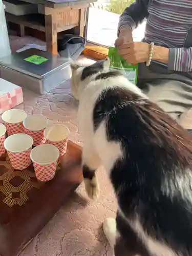 一心寺・一心禅寺の動物