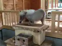 平塚八幡宮の動物