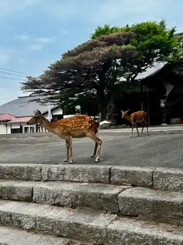 金華山黄金山神社(宮城県)