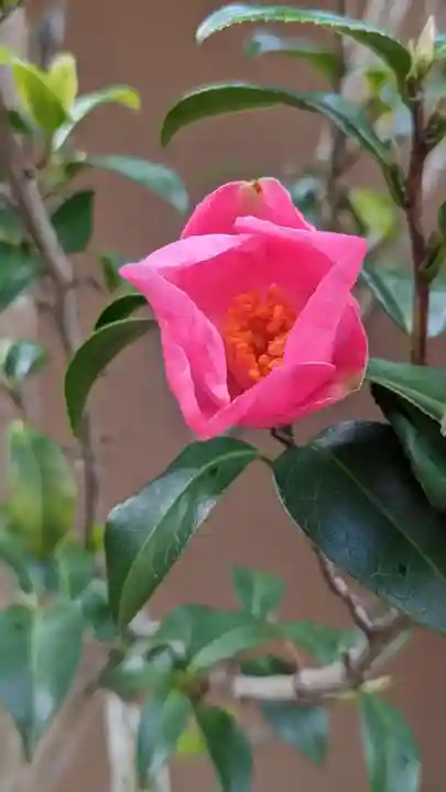 大豊神社(京都府)