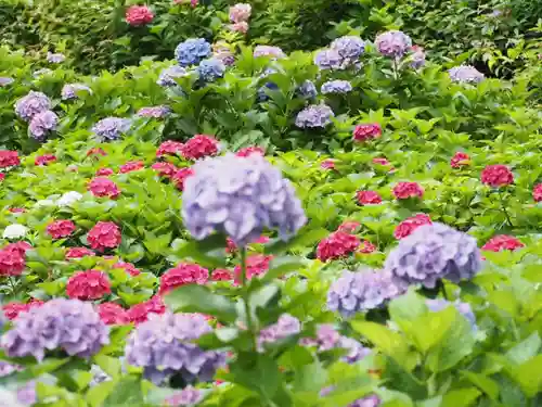 三室戸寺の自然