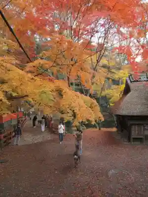 春日大社(奈良県)