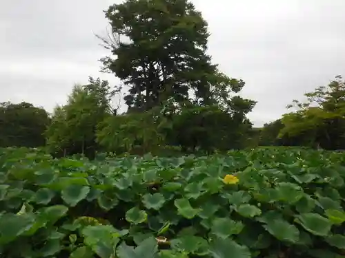 鶴岡八幡宮の庭園