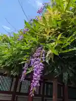 日枝神社(東京都)