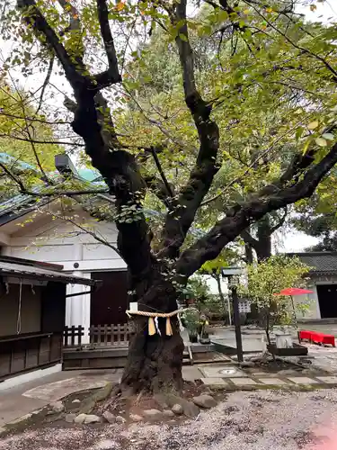駒込天祖神社(東京都)