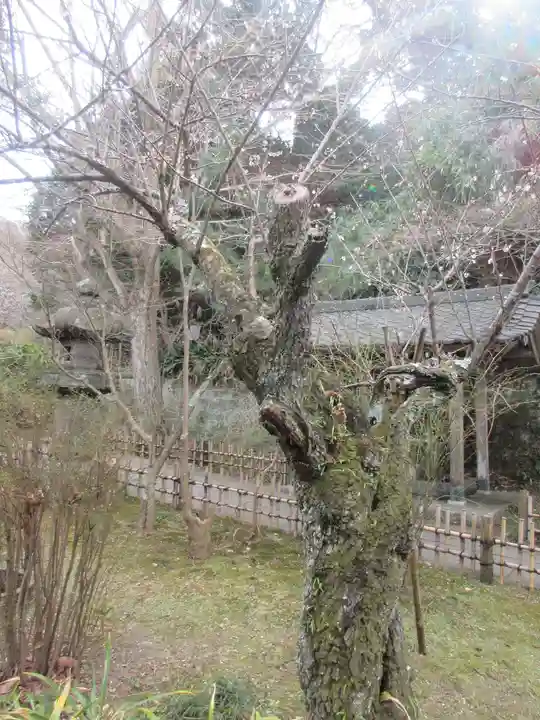 安國論寺(安国論寺)の自然