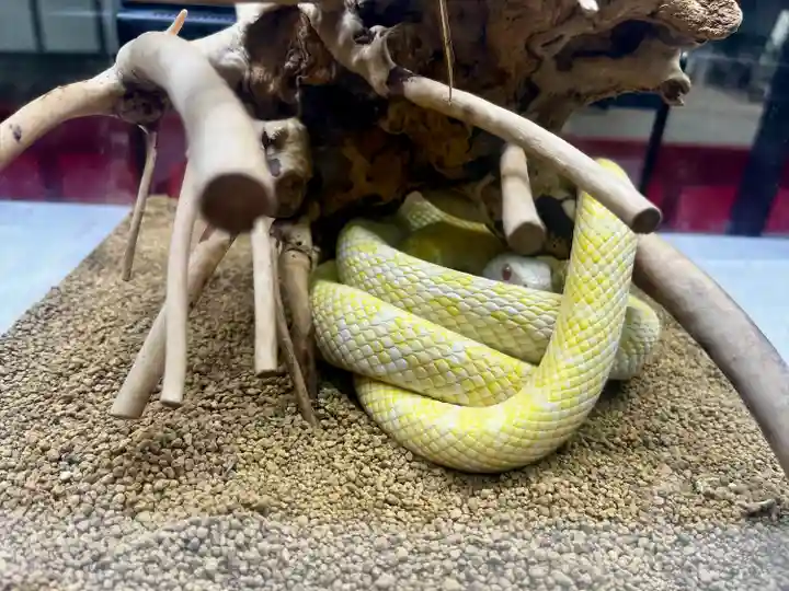 坪沼八幡神社の動物
