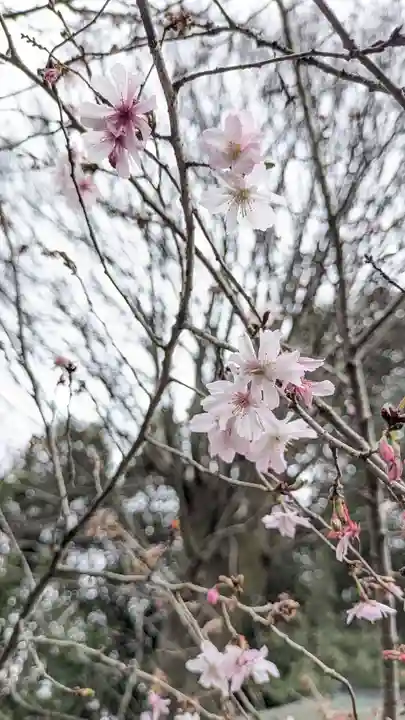 平野神社(京都府)