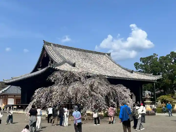 道成寺の{uncategorized: "未分類", other: "その他", undefined: "問題あり", building: "その他建物", grave: "お墓", sacred_gate: "鳥居", guardian: "狛犬", statue: "像", buddha: "仏像", history: "歴史", nature: "自然", garden: "庭園", animal: "動物", pagoda: "塔", temizu: "手水舎", mountain_gate: "山門・神門", sanctuary: "本殿・本堂", subordinate: "末社・摂社", art: "芸術", scenery: "景色", jizo: "地蔵", ema: "絵馬", goshuin: "御朱印", omikuji: "おみくじ", items: "授与品その他", amulet: "お守り", goshuincho: "御朱印帳", eats: "食事", festival: "お祭り", votive_dance: "神楽", shichigosan: "七五三参", wedding: "結婚式", experience: "体験その他", initially: "初詣", around: "周辺", anti_infection: "感染症対策"}