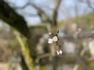 伊勢の国 四天王寺の自然(2023年03月22日(水) 14時47分32秒投稿)