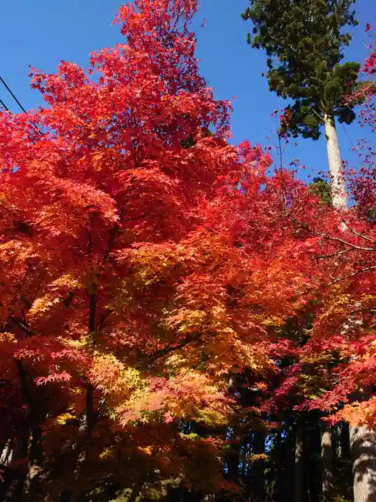 比叡山延暦寺の自然