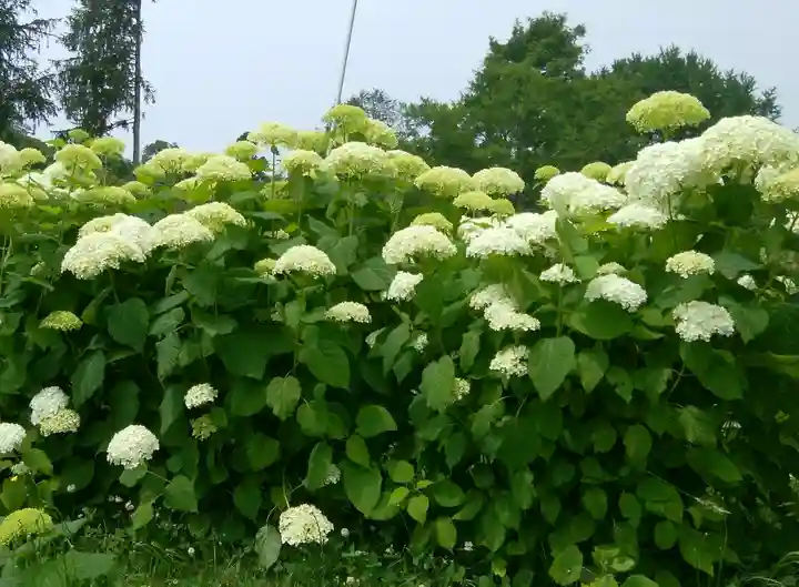 有珠善光寺(北海道)