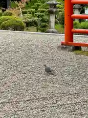 龍田大社の動物