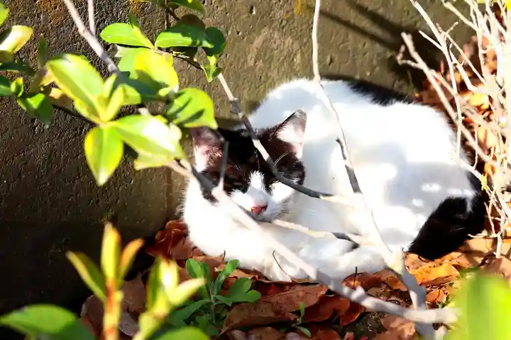 三津厳島神社の動物