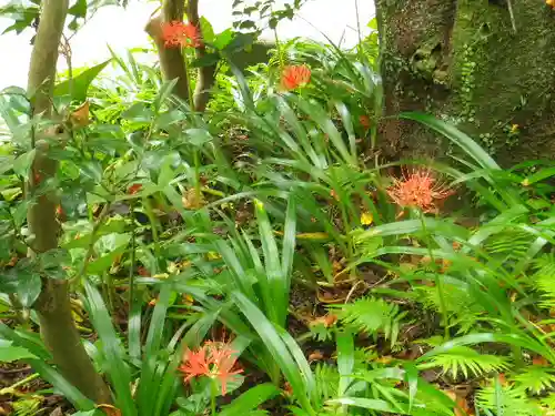 浄光明寺の自然